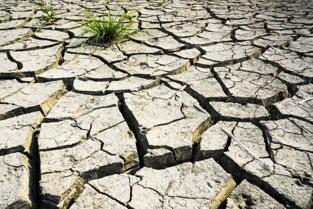 Drought & Heat Stress