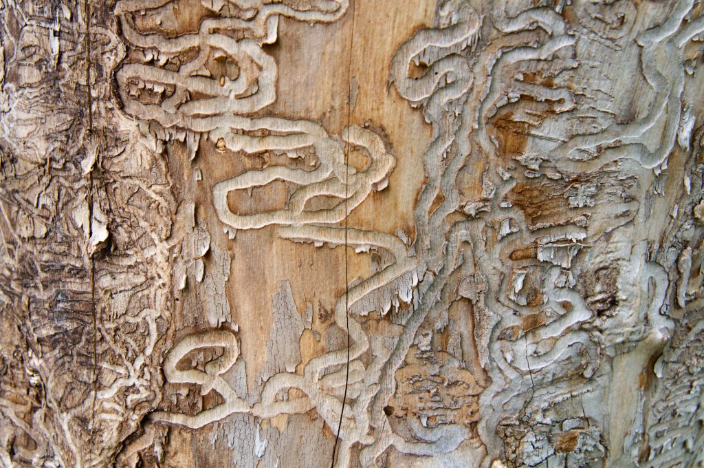 Bark Beetles & Other Forest Pests