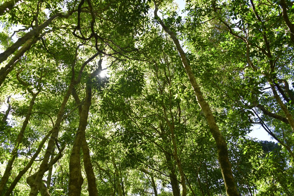 About Forest Invasion Synthesis Centre, Prague (FISC)